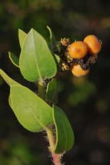 Arctostaphylos viridissima