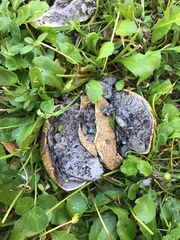Scleroderma