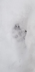 Canis latrans thamnos