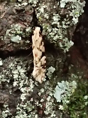 Crypsitricha mesotypa