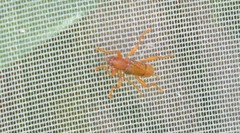 Xuthodes punctipennis