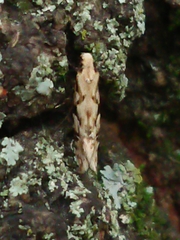 Crypsitricha mesotypa