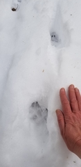 Canis latrans thamnos