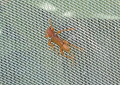 Xuthodes punctipennis