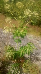 Aralia hispida