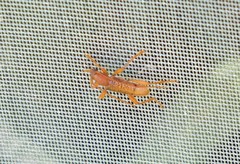 Xuthodes punctipennis