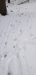 Canis latrans thamnos