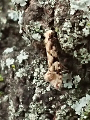 Crypsitricha mesotypa