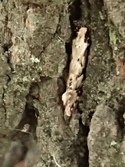 Crypsitricha mesotypa