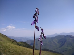 Campanula collina