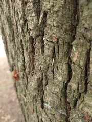 Crypsitricha mesotypa