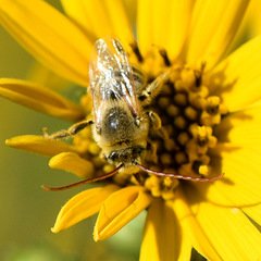 Melissodes agilis