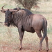 Blue Wildebeest - Photo (c) Trey Philips, some rights reserved (CC BY), uploaded by Trey Philips