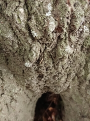 Crypsitricha mesotypa