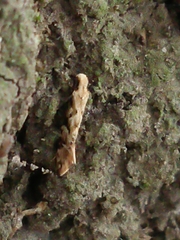 Crypsitricha mesotypa