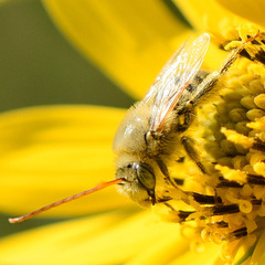 Melissodes agilis