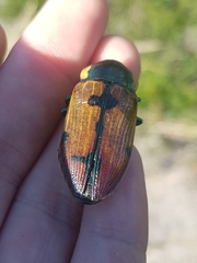 Temognatha variabilis