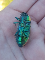Temognatha variabilis