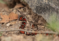 Lampropeltis knoblochi