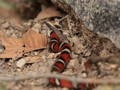 Lampropeltis knoblochi
