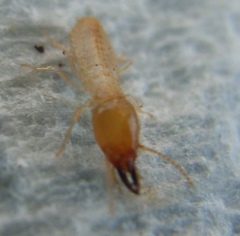 Coptotermes acinaciformis