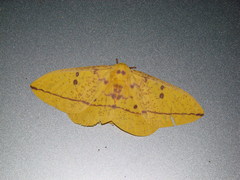 Eacles imperialis cacicus