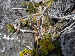 Oligosoma inconspicuum