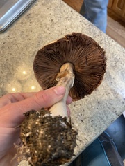 Pseudochitonia