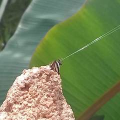 Gasteracantha geminata