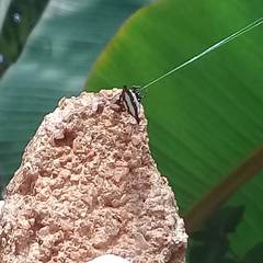 Gasteracantha geminata