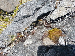 Oligosoma inconspicuum