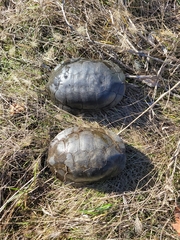 Actinemys marmorata marmorata