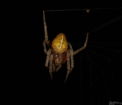 Eriophora edax