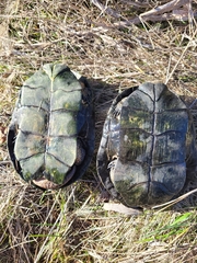 Actinemys marmorata marmorata