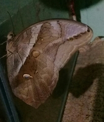 Eryphanis automedon