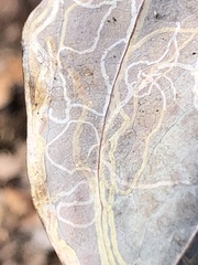 Marmara smilacisella