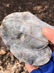 Marmara smilacisella