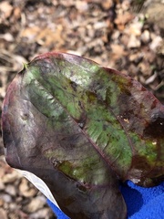 Marmara smilacisella