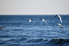 Thalasseus sandvicensis