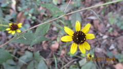 Sanvitalia procumbens
