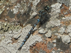 Aeshna canadensis
