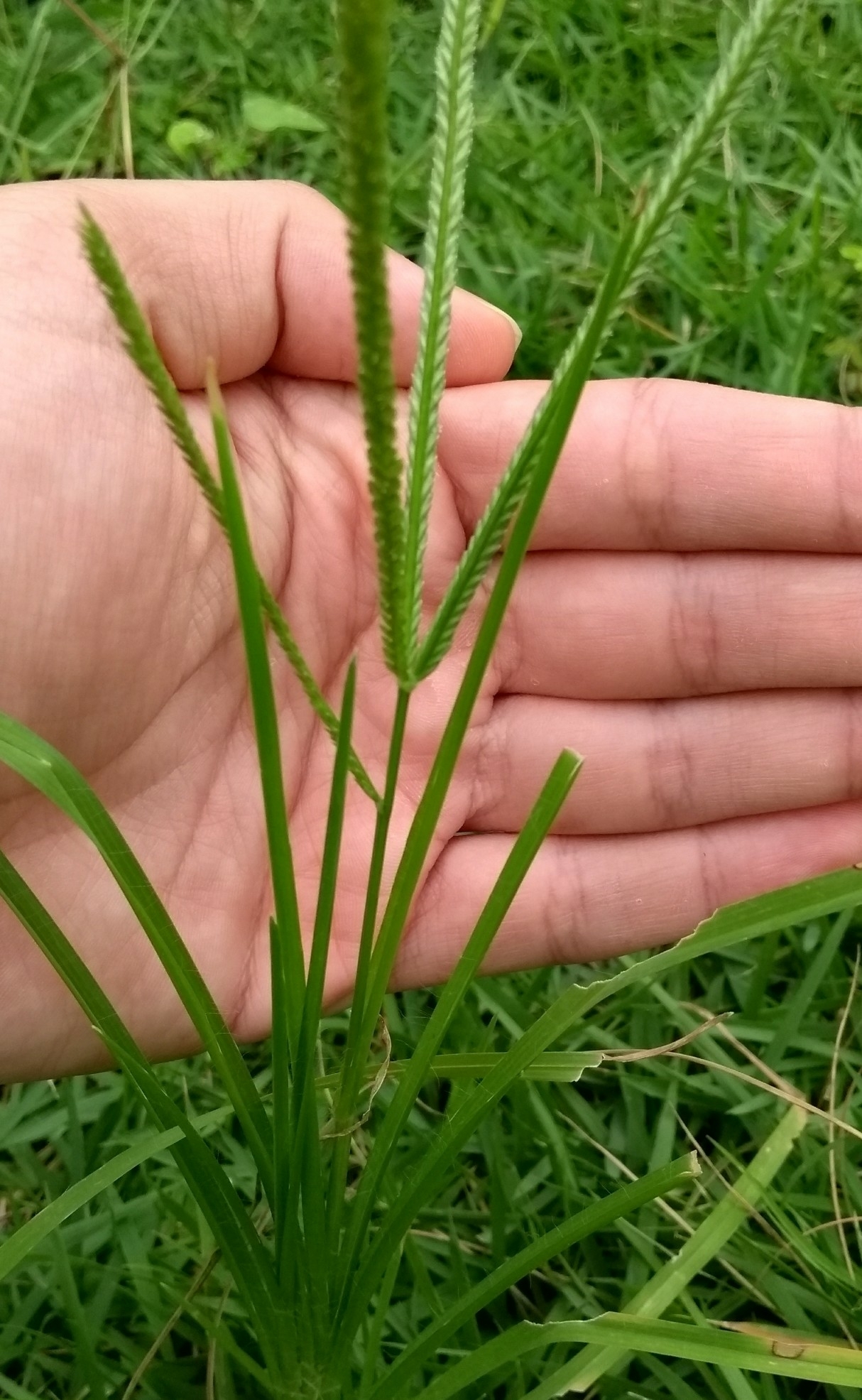 Eleusine indica