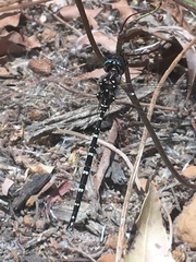 Archaeosynthemis leachii