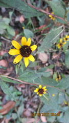 Sanvitalia procumbens