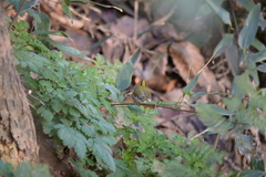 Abroscopus albogularis