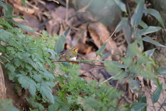 Abroscopus albogularis