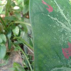 Armigeres subalbatus