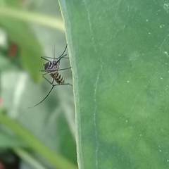 Armigeres subalbatus