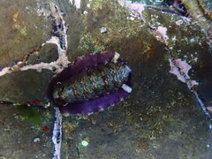 Onithochiton quercinus