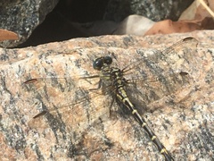 Austrogomphus collaris